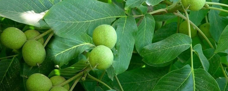 核桃树的修剪和管理 核桃树的修剪和管理视频