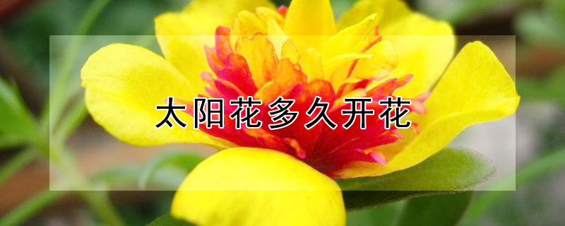 太阳花多久开花（太阳花多久开花发芽）