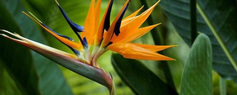 天堂鸟移盆怎么浇水 刚移植的天堂鸟怎样浇水