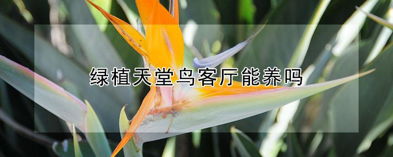绿植天堂鸟客厅能养吗（天堂鸟绿植适合养家里吗）