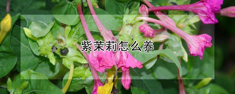 紫茉莉怎么养（紫茉莉怎么养殖）