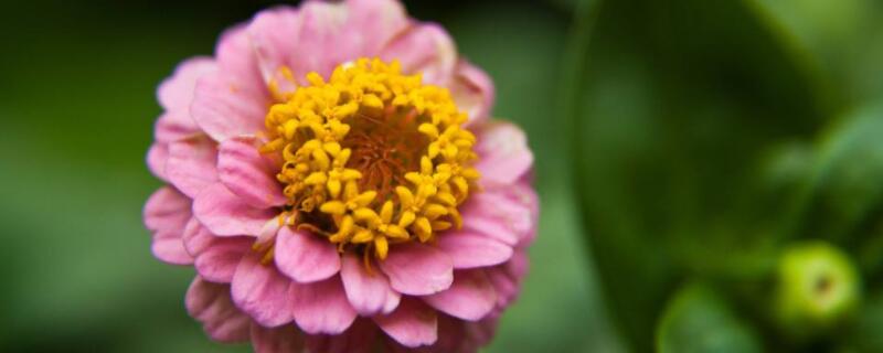 百日菊怎么修剪 百日菊怎么浇水