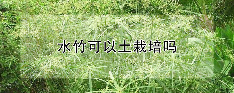 水竹可以土栽培吗（土栽水竹怎么养才长得好）