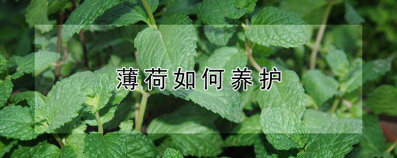 薄荷如何养护(薄荷怎么能养好)