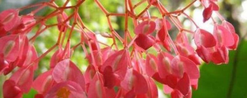 竹节海棠花期如何浇水（竹节海棠怎样浇水施肥）