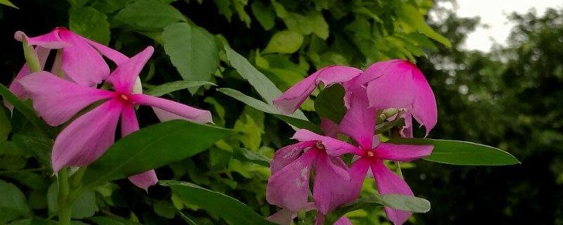 长春花移植方法 长春花的移植方法