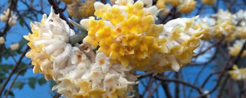 结香花怎样修剪(结香花可以剪枝吗)