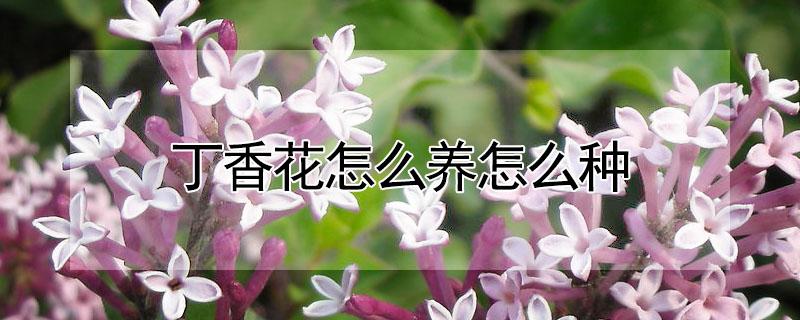 丁香花怎么养怎么种 丁香花的种植养护方法