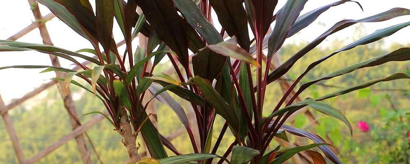 盆栽千年木的养殖方法(千年木盆栽怎么养)