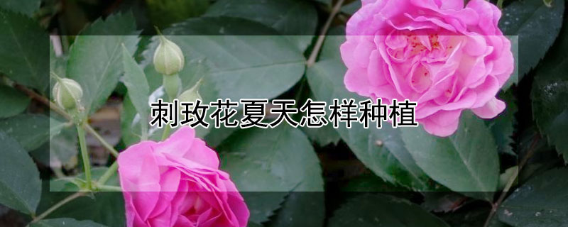 刺玫花夏天怎样种植(刺玫瑰花的养殖方法和注意事项)