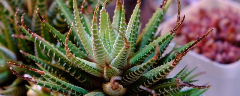 多肉十二卷的养殖方法（多肉十二卷的养殖方法视频）