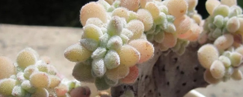 雪晃星缀化怎么养 锦晃星缀化怎么养