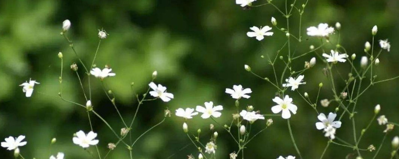 满天星干枯了怎么修剪 满天星叶子干枯要剪掉吗