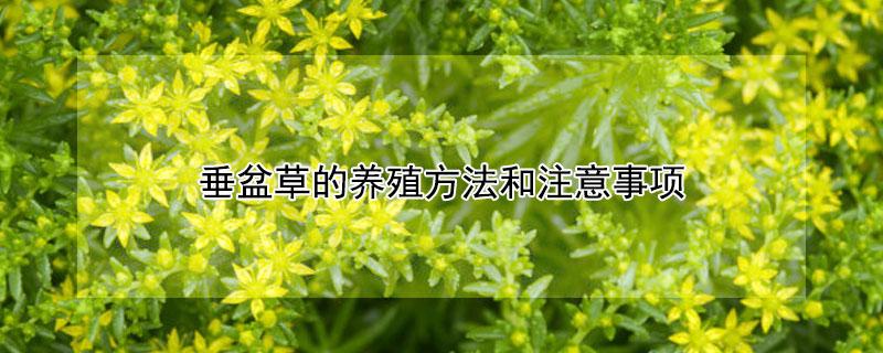 垂盆草的养殖方法和注意事项（垂盆草的栽培技术）