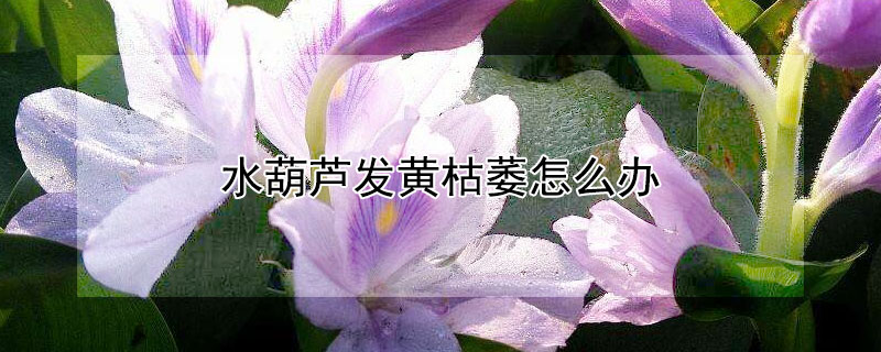 水葫芦发黄枯萎怎么办 水葫芦发黄枯萎怎么治