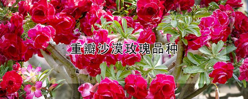重瓣沙漠玫瑰品种（沙漠玫瑰哪个重瓣花最多）