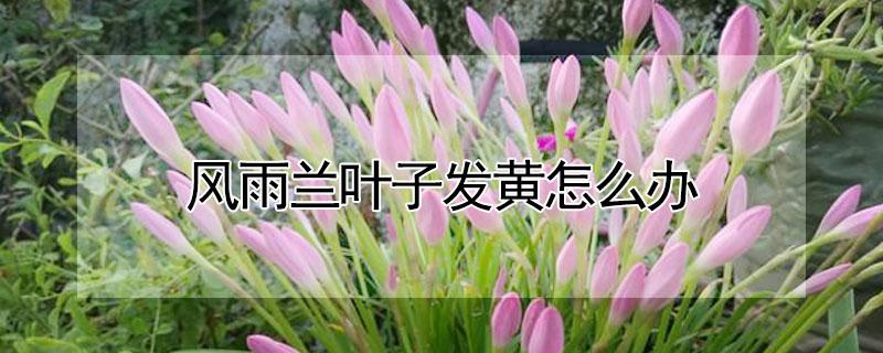 风雨兰叶子发黄怎么办 风雨兰花叶子黄了是为什么