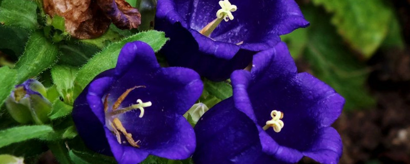 法国风铃花怎么养 法国风铃草的养殖方法