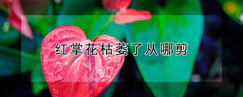 红掌花枯萎了从哪剪 红掌枯萎了从哪里修剪