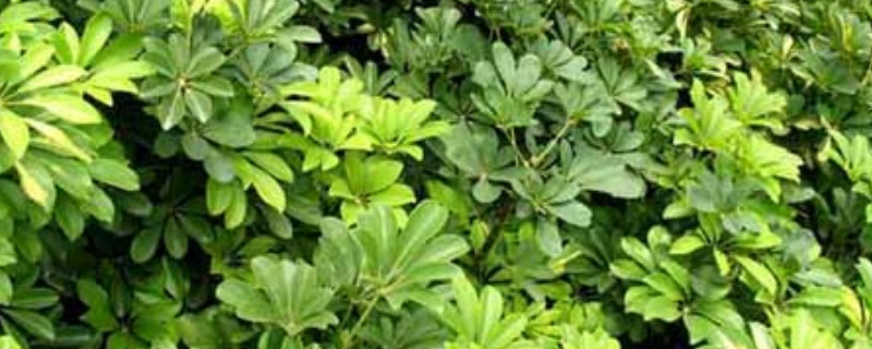 鸭脚木夏季怎么养（鸭脚木夏天怎么养）