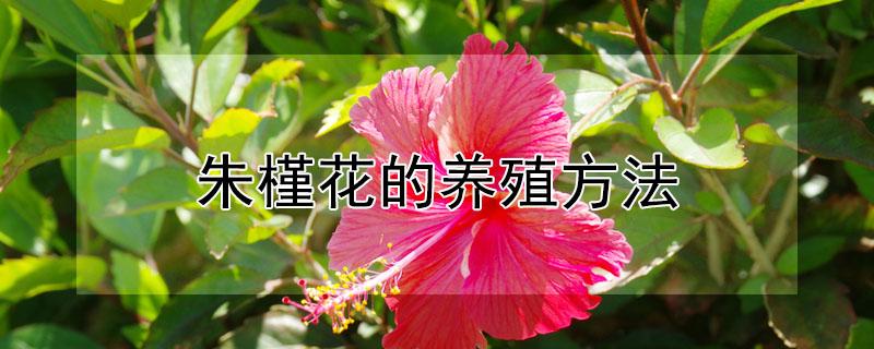 朱槿花的养殖方法（朱槿花的养殖方法和注意事项扶桑）