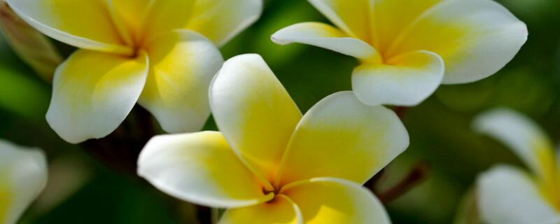 鸡蛋花掉叶子怎么回事（鸡蛋花会掉叶子吗）