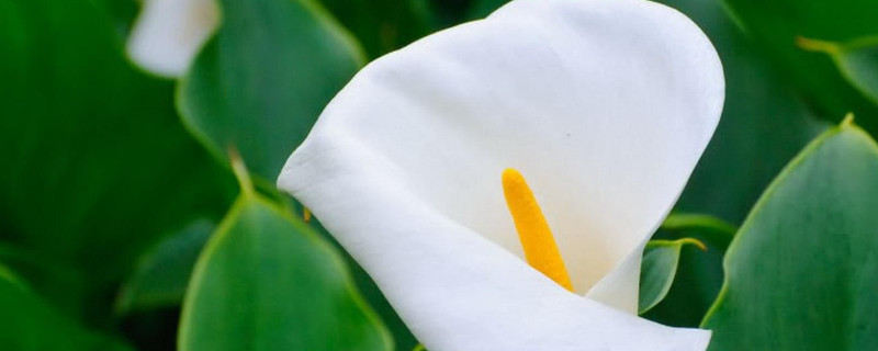 海芋花如何繁殖（海芋开花怎么繁殖）