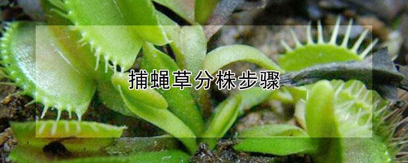 捕蝇草分株步骤 捕蝇草分株视频