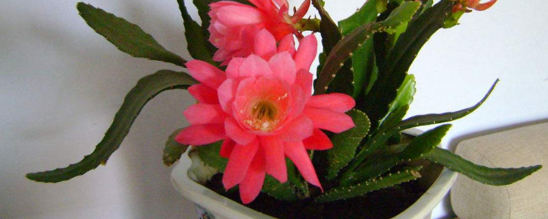 怎么让令箭荷花长得快 如何让令箭荷花长的粗壮