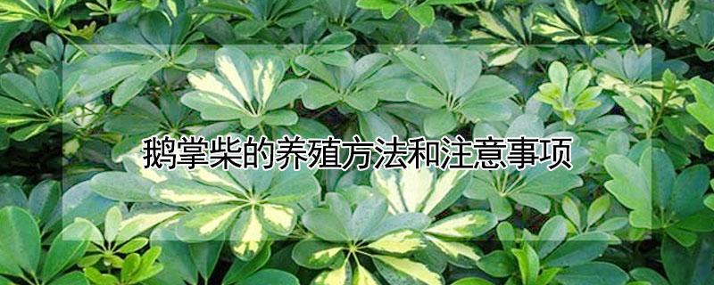 鹅掌柴的养殖方法和注意事项（鹅掌柴的养殖方法和注意事项有哪些）