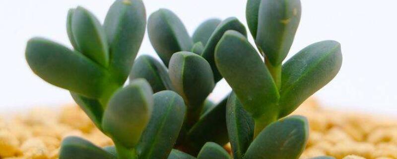 鹿角海棠的养护和繁殖（鹿角海棠叶插繁殖）