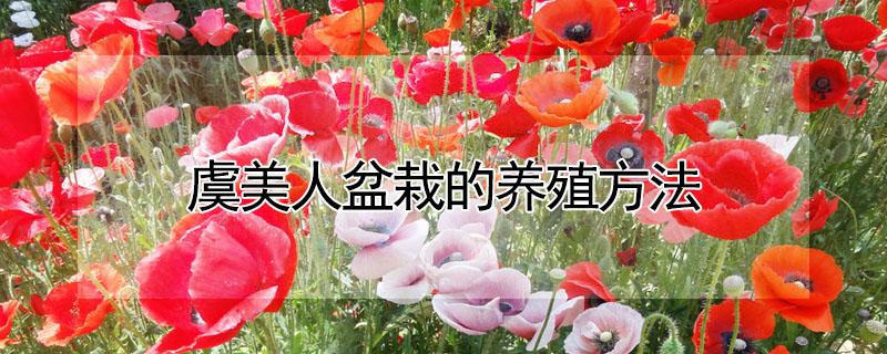 虞美人盆栽的养殖方法 虞美人花养殖方法