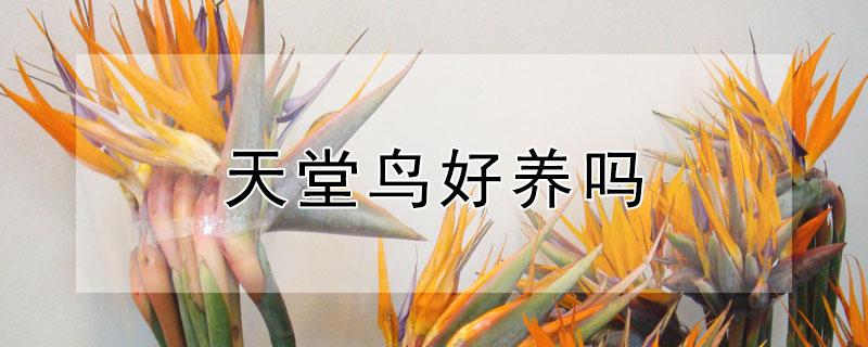 天堂鸟好养吗 天堂鸟好养吗?请帮助几天浇水正常