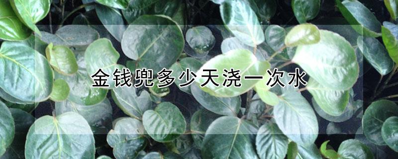金钱兜多少天浇一次水 室内大盆金钱兜多久浇一次水