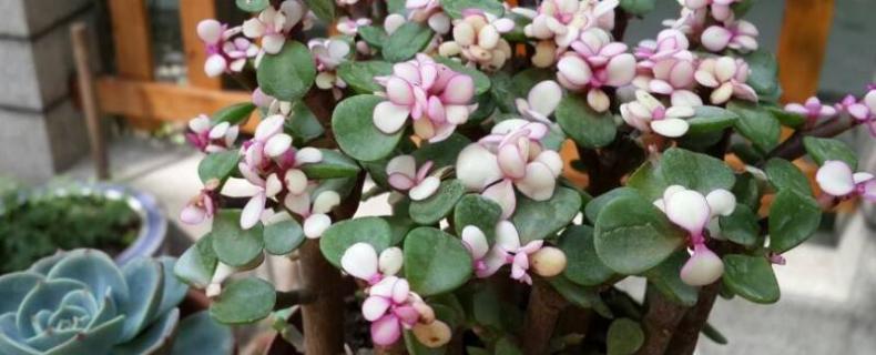 金枝玉叶怎么保持粉色（金枝玉叶如何保持粉色）