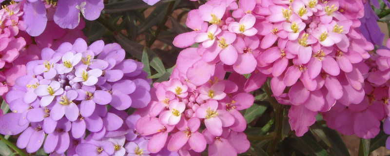 蜂室花种子的种植方法 蜂室花幼苗