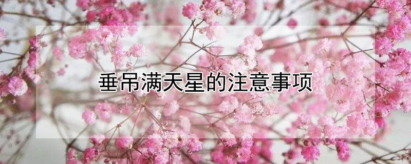垂吊满天星的注意事项 垂吊满天星百科