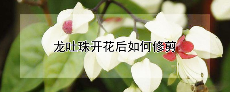 龙吐珠开花后如何修剪 龙吐珠开完花用不用剪掉