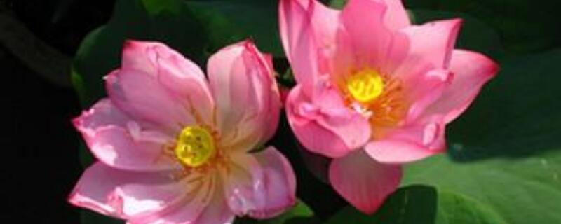 碗莲冬天怎么保存 碗莲在冬天的养护方法