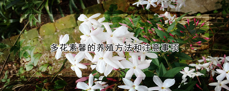 多花素馨的养殖方法和注意事项 素馨花养护