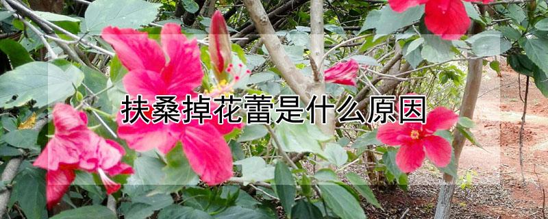 扶桑掉花蕾是什么原因(扶桑花掉花蕾怎么回事)
