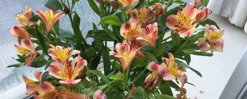 六出花繁殖方法 六出花怎么种