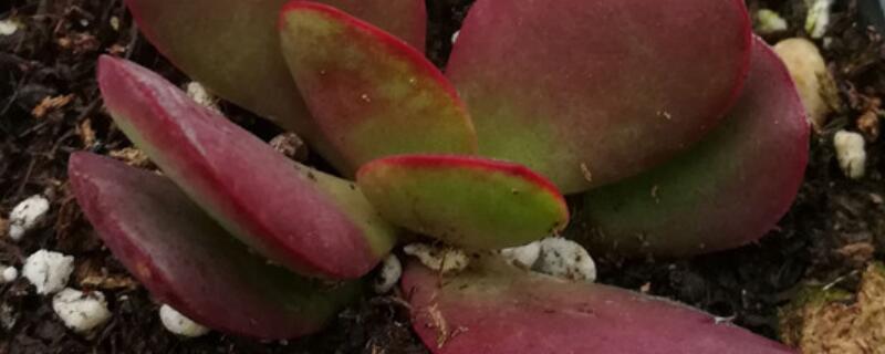 紫蝶薄叶多肉怎么养 紫蝶多肉植物怎么养