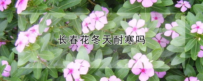 长春花冬天耐寒吗（长春花耐寒的最低温度）