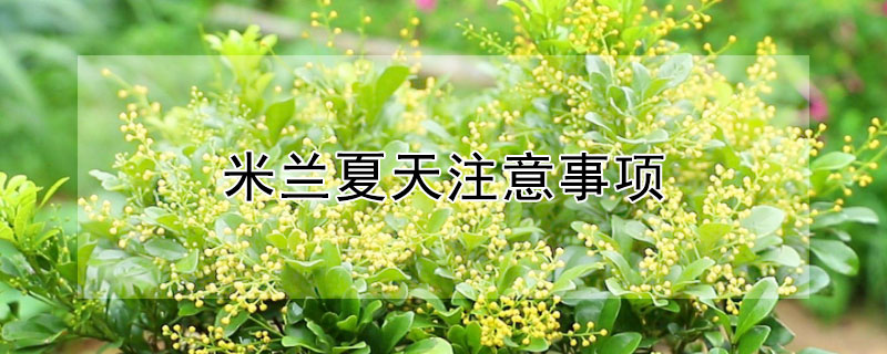 米兰夏天注意事项 米兰花注意事项