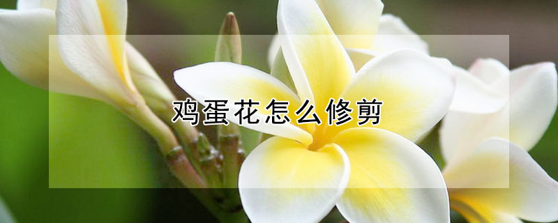 鸡蛋花怎么修剪 鸡蛋花怎样修剪