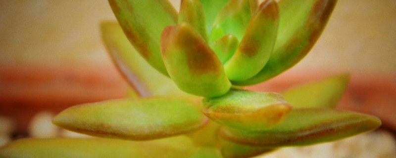 果冻布丁多肉怎么养 多肉植物果冻布丁