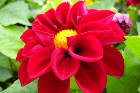 盆栽小丽花如何过冬