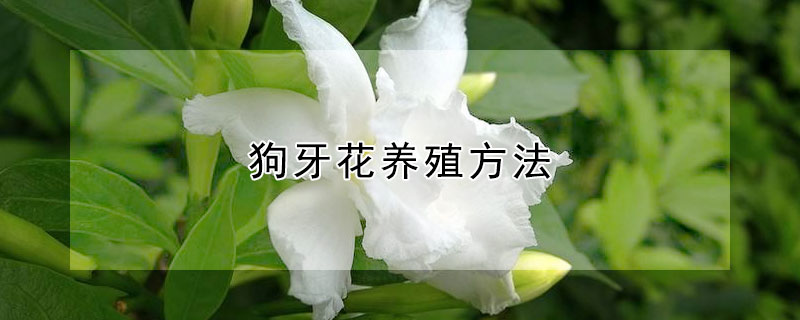 狗牙花养殖方法（狗牙花的栽培）