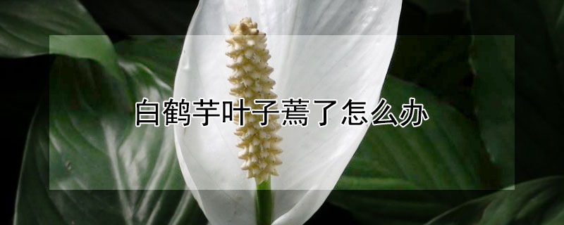 白鹤芋叶子蔫了怎么办 白鹤芋枯萎了怎么办